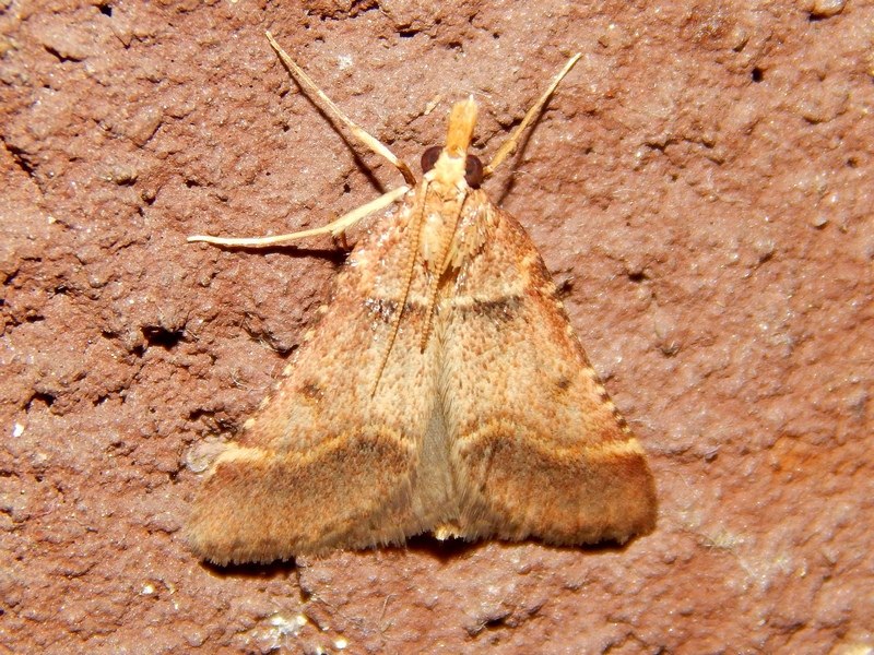 Crambidae da ID - Stemmatophora brunnealis